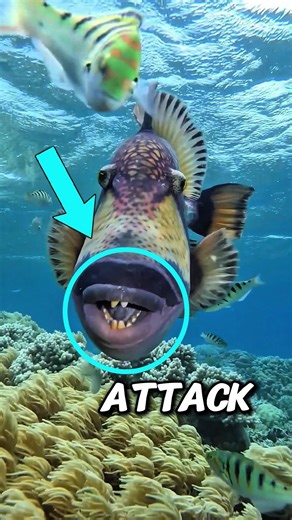 Aggressive Triggerfish Attack‼️😱