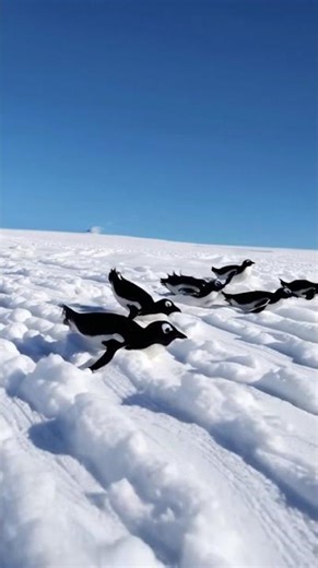 Penguins sliding on their bellies across the ice, having fun in the snow. #penguin #penguinlife