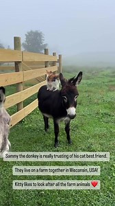 I guarantee this will make you smile today! 🫶🏻 | Animals Doing Things