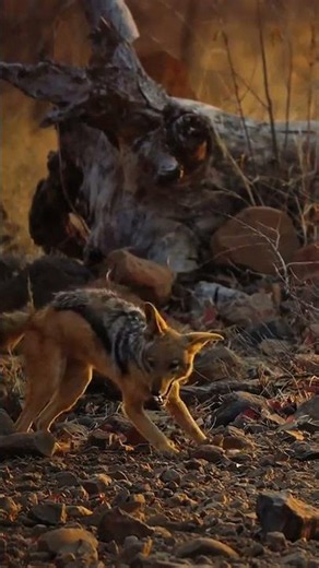 Wild Brown Fox Got Hunted. #fox #foxhunting #deer #hunting #chasse #deerhunting #moose