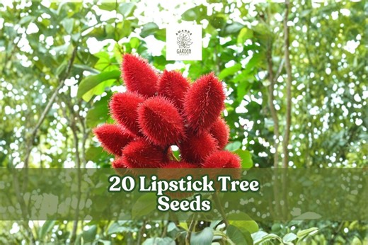 20 Lipstick Tree Seeds for Planting Ornamental Tree - Etsy