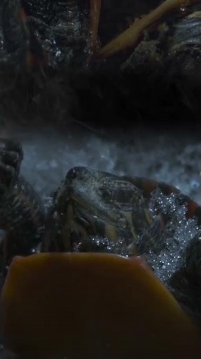 Defrosting back to life 🥶 #FrozenPlanet2