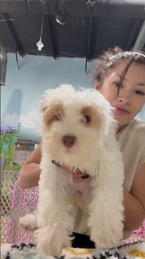 Meet Our Litter Of Cavapoochon Puppies