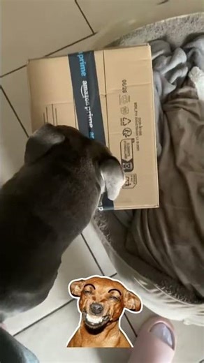 PHALKO et le COLIS 📦😁 #chien #dog #staffy #staffies #shortsfeed