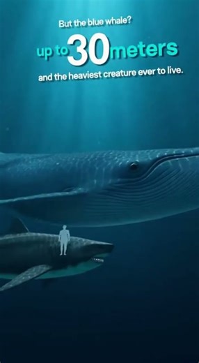 Blue Whale vs Megalodon — Size Will Shock You 🐋🦈