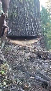 The full process of cutting a tree By: Brennen Miller | Forestry Equipment in Action