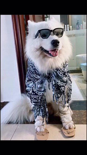 do u guys love my savage ?❤️#foryou #dog #petstory #treatyourpet#samoyed #dressup #changeclothes #savage