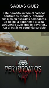🧠🐌 ¡Este caracol está poseído! El parásito Leucochloridium paradoxum invade su cuerpo, se aloja en sus tentáculos oculares y los convierte en gusanos pulsantes. Controla su comportamiento y lo obliga a exponerse para ser devorado por aves. 😨 #CaracolPoseído #ParásitoControlador #Leucochloridium #NaturalezaAsombrosa #SupervivenciaExtrema | PerturDatos