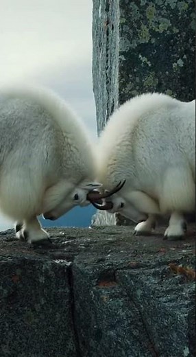 Two mountain goats clash, locking horns with brutal force.