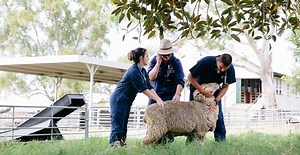 School of Veterinary Science Student Placement Support