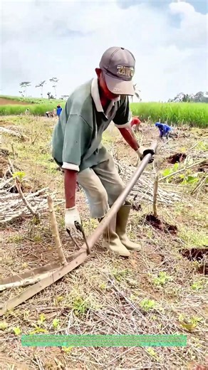 Racines arrachées : un levier de métal déterre les vestiges du passé agricole