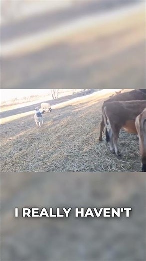 Boy or Girl? Unveiling Our New Baby Goat's Gender! 💙