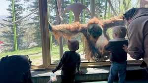 5K views · 162 reactions | Adding animal demonstrations to your next...