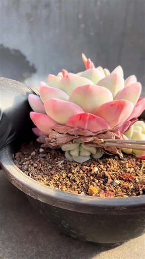Soothing ASMR Sounds of Potted Succulent Plants