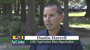 1.6K views · 27 reactions | The harvesting of the first rice crop in south Louisiana is nearly complete, and growers are just beginning in north Louisiana. Wet conditions during the growing season and throughout harvest have some farmers feeling less optimistic about this year’s crop. LSU AgCenter correspondent Craig Gautreaux has this report. | LSU AgCenter | Facebook