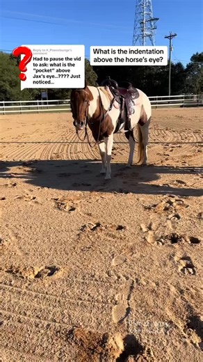 ❓What is the indentation above the horse’s eye? What is its function? #learnabouthorses #horse #learnabouthorses | American Dream Farm - Monique Smith