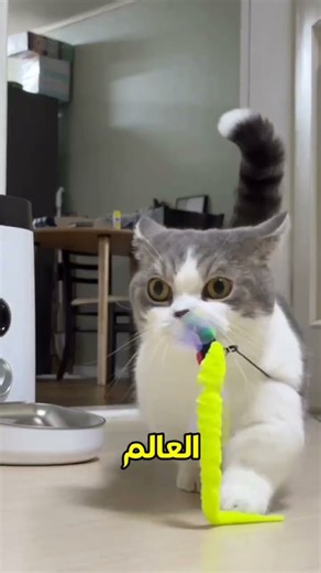 أجمل 5 قطط في العالم! 😻 لن تصدق جمالها