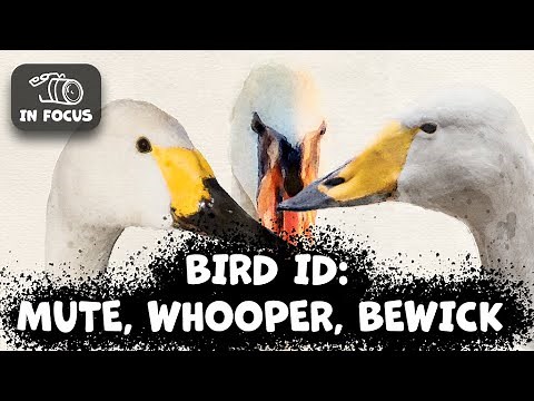 Identifying Mute Swans, Whooper Swans & Bewick's Swans: A Complete Guide