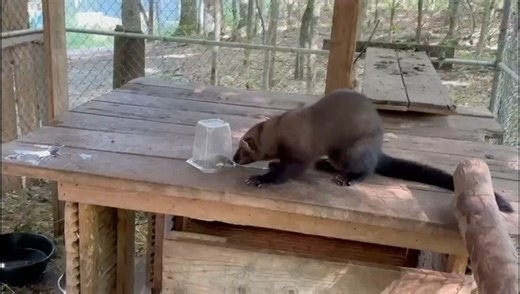 🎥 Practice makes perfect! This young fisher is learning how to hunt — a must-have skill for life back in the wild. At Aspen Valley, providing live prey is part of rehab for predators, and as you can see… some students need a little extra practice. 😉🐾 #hunting #fisher #learningtohunt #predator #wildliferescue #wildliferehabilitation #wildliferehab | Aspen Valley Wildlife Sanctuary