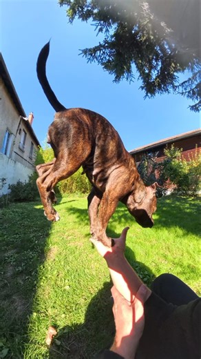 2.6M views · 90K reactions | Our favorite trick  #staffy #dogtraining #k9 | Noïa Staffy | Facebook
