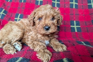 Erin - Cavapoo Puppy 3FCB93