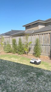 6.8K views · 101 reactions | Testing out the soon to be released Ecovacs Goat G1 on my Eureka Kikuyu backyard. I cut it back to the dirt about 10 days ago and it’s coming back nicely. | Turf And Tools | Facebook