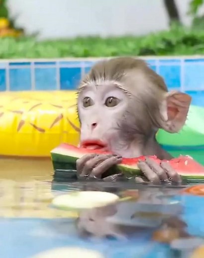 Playful Monkey Enjoys Summer Pool Activities