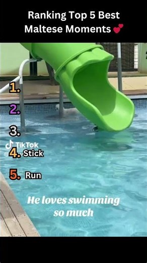 Ranking Top 5 Best Maltese Moments 🐶