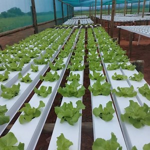 [Hot Item] Agricultural Greenhouse System Vertical Farming Equipment PVC Nft Channel Hydroponics System