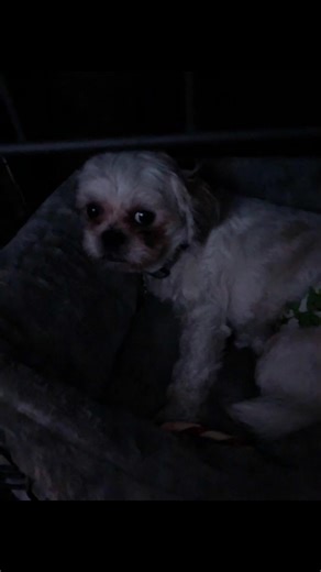 skelly belly 😁😱 (@sk3llz2)’s videos with I showspeed what did you say - 𝙆𝙀𝙈𝙊𝙉𝙄