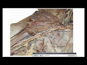 Dissection of pectoral region, part 2-Cunningham manual of dissection
