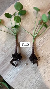 13K views · 13 reactions | This is what root rot looks like ⚠️華 Is it...