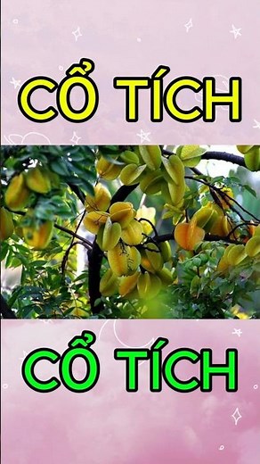 🌿 Cây Khế – Vì Sao Xuất Hiện Trong Truyện "Ăn Khế Trả Vàng"?
