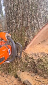 Cutting Down tree with Small Chainsaw | Robert Climber
