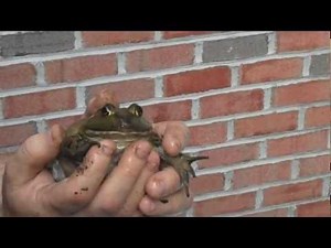 BULLFROG SCREAMING Part 2.MP4