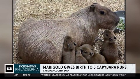 Cape May County Zoo in New Jersey has some new capybaras