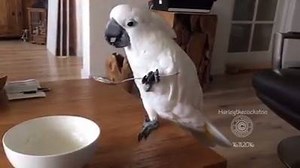 Clever cockatoo uses spoon to eat yogurt! So cute! 😛😛😛﻿ | Video Box