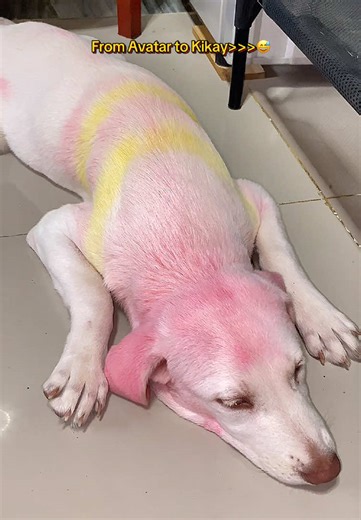 Cutie Pet Hair Chalk Colors for Dogs
