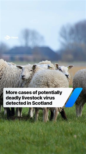 More cases of potentially deadly livestock virus detected in Scotland