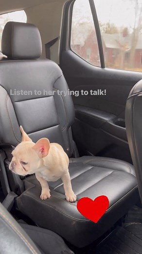#frenchie #frenchiepuppy #frenchlanguage #doglife #cutenessoverload #CleftLipAwareness | Jenny Watkins