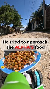 42K views · 1.2K reactions | Feeding Streetdogs everyday until i can open my own Rescue Shelter #dogs #animalrescue #streetdogs #dogcare #viralvideoシ | Corey Williams | Facebook