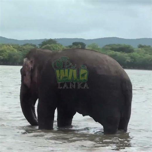 Unexpected Elephant Attack on Wildlife Official | Shocking Moment | Elephant attack #elephant