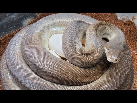 More olive python eggs!