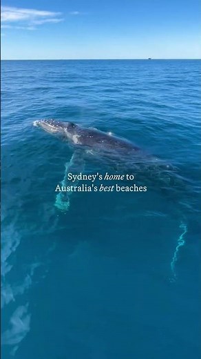 The stretch of Sydney beaches named the best in Australia