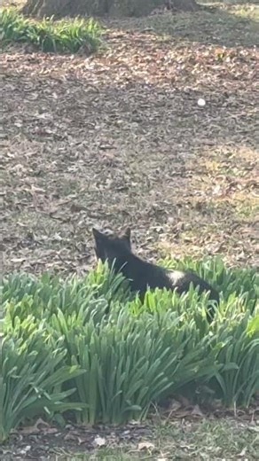 Archive file: Thor is having a Sunday morning