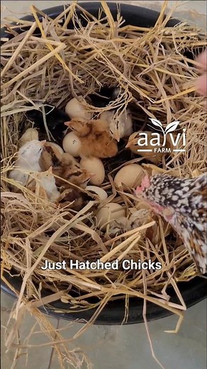 Day 1 Chicks | Pure Natu Kodi Chicks | Native Country Chicken (Natu Kollu) Farming