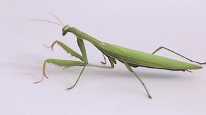 Large Predator Insect Mantis Awaits Prey Stock Footage Video (100% Royalty-free) 1036220642 | Shutterstock