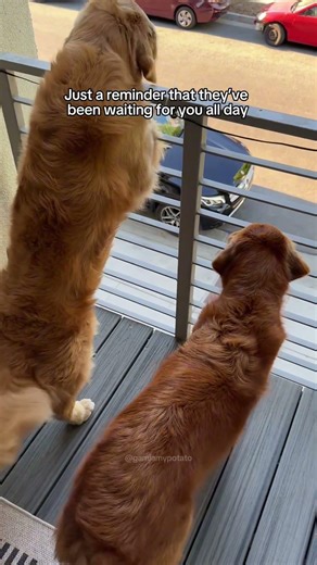 Important Reminder To All Dog Parents #shorts #dog