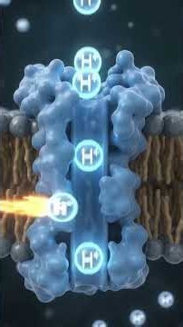 Electron Transport Chain Explained and Visualized