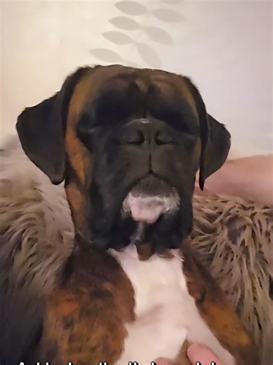 Clive the Boxer Dog's Exhausting Day Recap